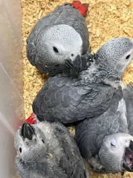 Mówiące papugi żako (samiec i samica) Mówiące papugi żako (samiec i samica), , Wesółka