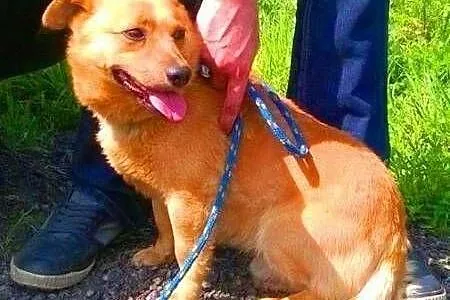RUDEK - cudowny, mały 8 kg psiak do adopcji,  mazowieckie Warszawa