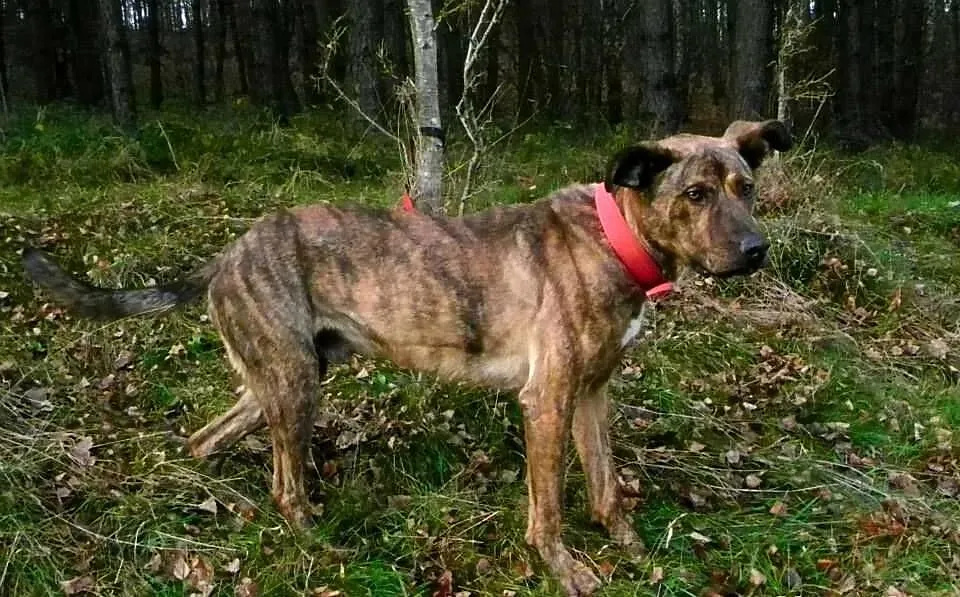 Tygrys czekający na swoją adopcyjną szansę