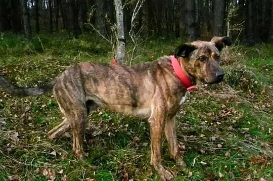 Tygrys czekający na swoją adopcyjną szansę