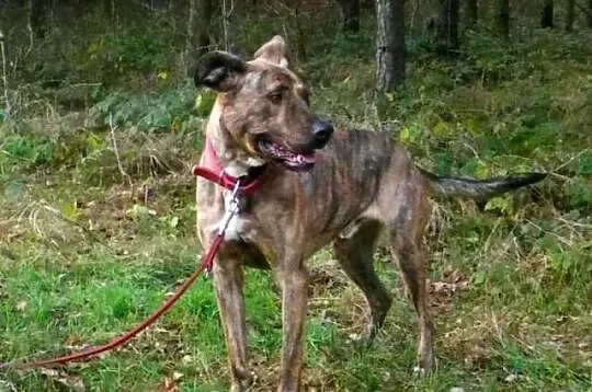 Tygrys czekający na swoją adopcyjną szansę