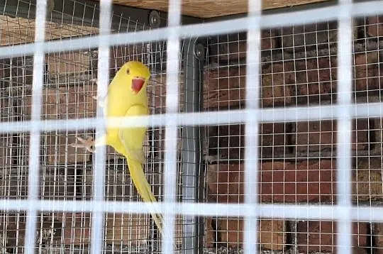 Aleksandretty obrozne 2x para, Wielkopolskie, Lubiechowo