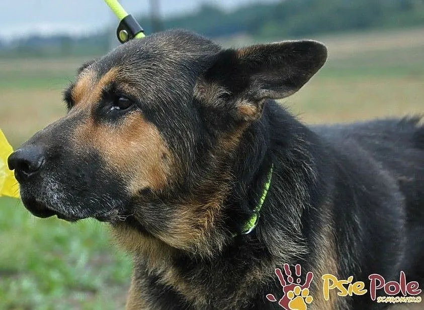 BUSTER-wspaniały, bardzo smutny psiak w typie owczarka, szukamy domu, adopcja, Małopolskie, Kraków