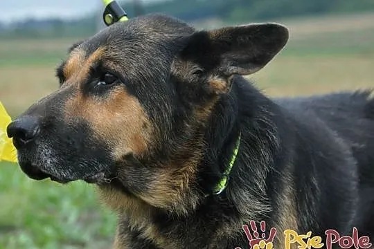 BUSTER-wspaniały, bardzo smutny psiak w typie owczarka, szukamy domu, adopcja, Małopolskie, Kraków