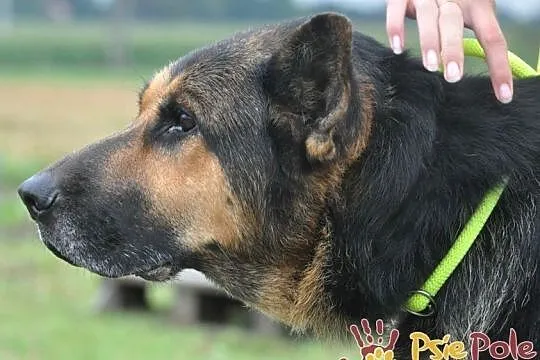 BUSTER-wspaniały, bardzo smutny psiak w typie owczarka, szukamy domu, adopcja, Małopolskie, Kraków