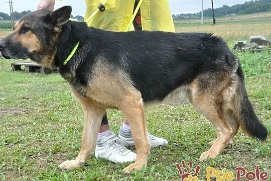 BUSTER-wspaniały, bardzo smutny psiak w typie owczarka, szukamy domu, adopcja, Małopolskie, Kraków