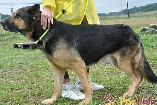BUSTER-wspaniały, bardzo smutny psiak w typie owczarka, szukamy domu, adopcja, Małopolskie, Kraków