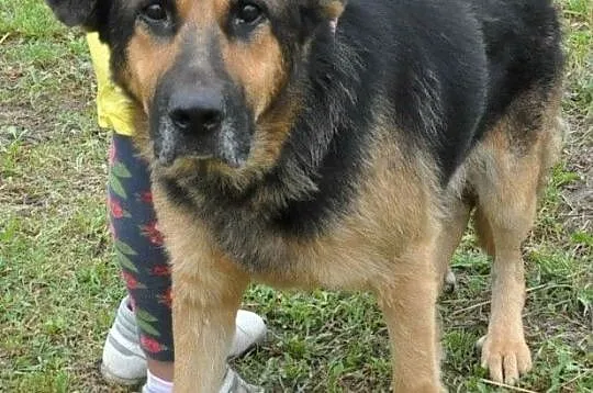 BUSTER-wspaniały, bardzo smutny psiak w typie owczarka, szukamy domu, adopcja, Małopolskie, Kraków