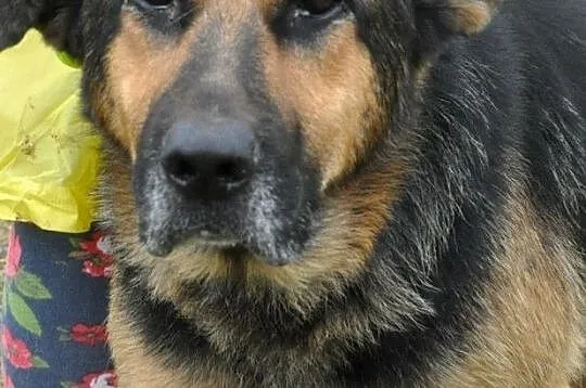 BUSTER-wspaniały, bardzo smutny psiak w typie owczarka, szukamy domu, adopcja, Małopolskie, Kraków