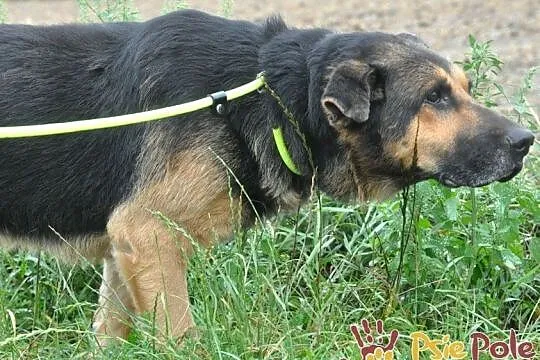 BUSTER-wspaniały, bardzo smutny psiak w typie owczarka, szukamy domu, adopcja, Małopolskie, Kraków