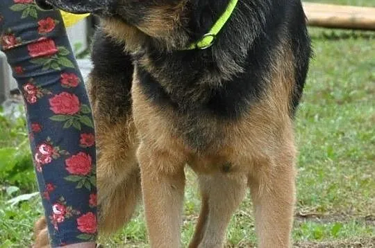 BUSTER-wspaniały, bardzo smutny psiak w typie owczarka, szukamy domu, adopcja, Małopolskie, Kraków