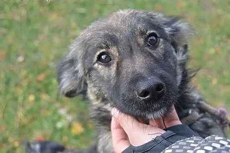 Pręguska - adoptuj!,  mazowieckie Warszawa