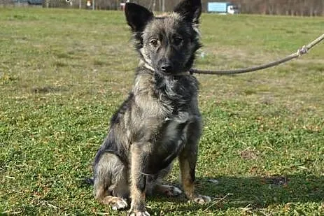 Pręguska - adoptuj!,  mazowieckie Warszawa
