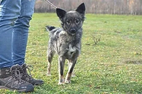 Pręguska - adoptuj!,  mazowieckie Warszawa