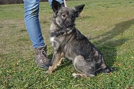 Pręguska - adoptuj!,  mazowieckie Warszawa