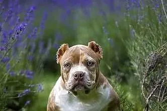 Bully ABKC