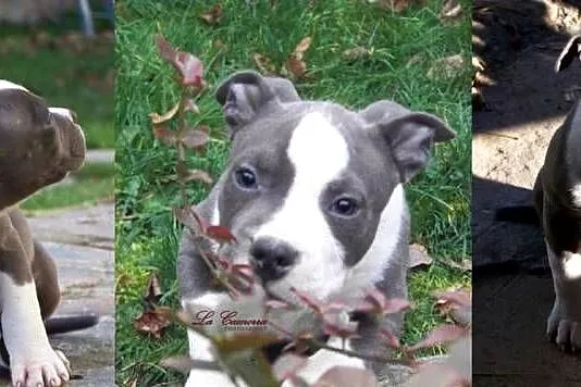American Staffordshire Terrier  Blue  Amstaff Samiec, Opolskie, Paczków
