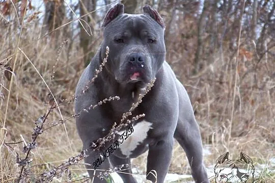 American Staffordshire Terrier  Blue  Amstaff Samiec, Opolskie, Paczków