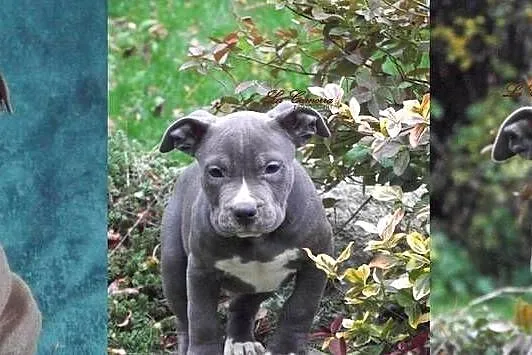 American Staffordshire Terrier  Blue  Amstaff Samiec, Opolskie, Paczków