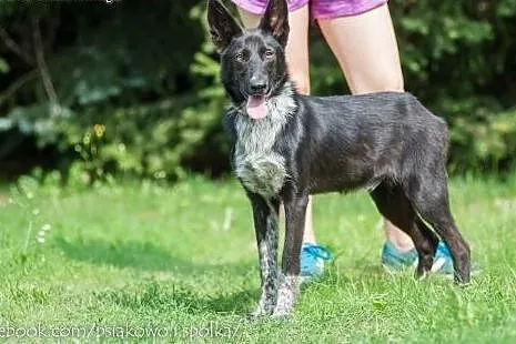 Acan, 10 miesięczny, przepiękny i dostojny pies ko