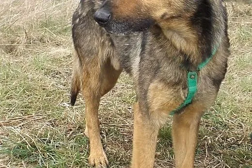 Psi wesołek Charlie szuka domu,  dolnośląskie Wroc