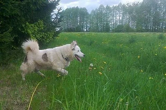 Zjawiskowy, bezkonfliktowy Polaris w typie husky ADOPCJA