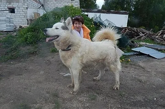 Zjawiskowy, bezkonfliktowy Polaris w typie husky A