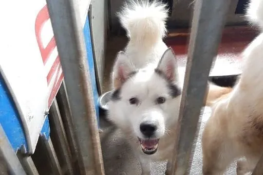 Zjawiskowy, bezkonfliktowy Polaris w typie husky A