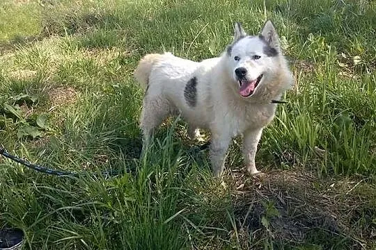 Zjawiskowy, bezkonfliktowy Polaris w typie husky A