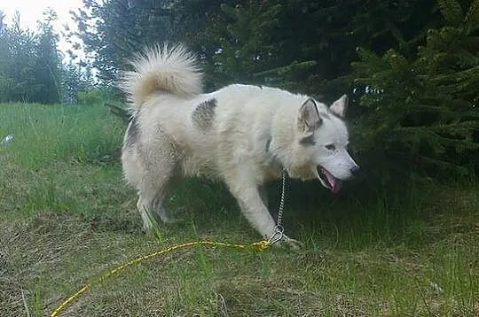 Zjawiskowy, bezkonfliktowy Polaris w typie husky A