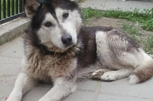 Tesa młodziutka piękna  Syberian Husky  ,  mazowie