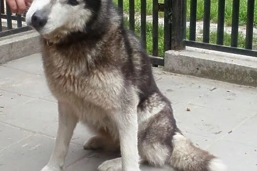 Tesa młodziutka piękna  Syberian Husky  ,  mazowie