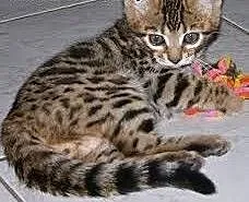 Bengal kotek Pekingnese mix szczeniak dziewczyny,