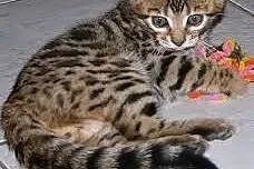 Bengal kotek Pekingnese mix szczeniak dziewczyny, 