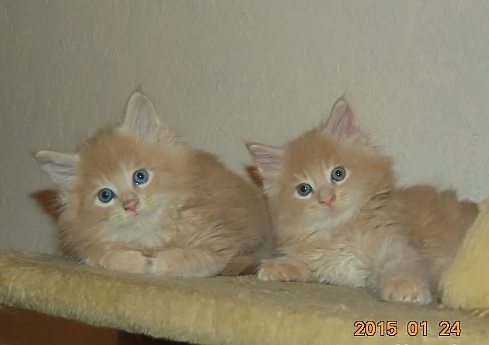 Kremowe Maine Coon z rodowodem