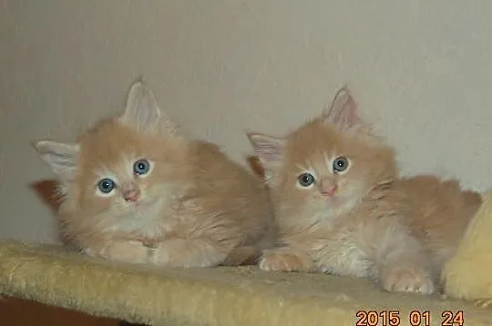 Kremowe Maine Coon z rodowodem
