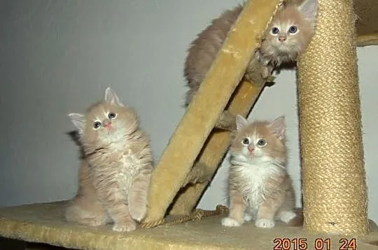 Kremowe Maine Coon z rodowodem