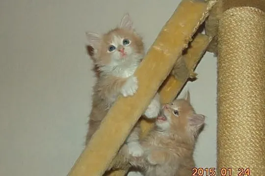 Kremowe Maine Coon z rodowodem