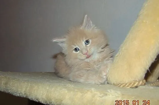 Kremowe Maine Coon z rodowodem