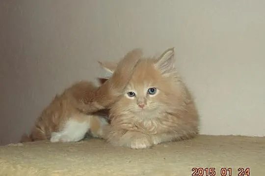 Kremowe Maine Coon z rodowodem