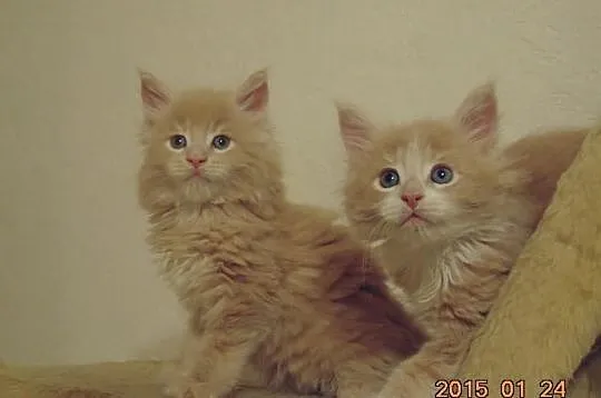 Kremowe Maine Coon z rodowodem