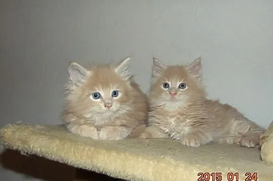 Kremowe Maine Coon z rodowodem