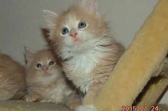 Kremowe Maine Coon z rodowodem