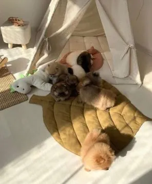 Niesamowite szczenięta pomeraniana dostępne... napisz do mnie na WhatsApp: +44 7453 907158