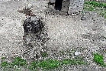 Saba grzeczna, przyjazna sunia mix PON szuka domu,