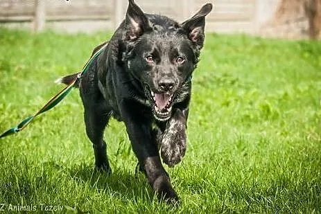 OTOZ Animals - Sherlock - wesoły i energiczny psia