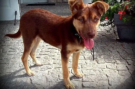 Czekoladka-sunia 7-8 miesieczna,wysterylizowana,adopcja!!,  świętokrzyskie Kielce