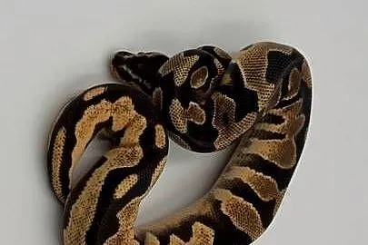 Super High Intensity Orange Dream YellowBelly samiec Pyton królewski/regius