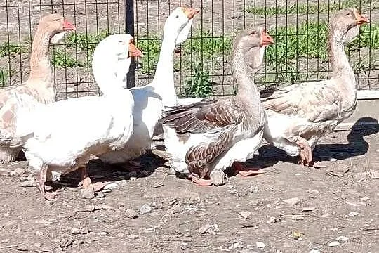 Witam sprzedam gęsi holmogory