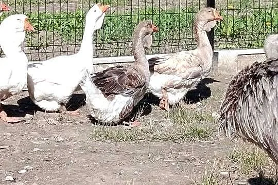 Witam sprzedam gęsi holmogory, Małopolskie, Uście Solne